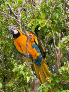 Cookie the talking parrot at Jewel Palm Beach Resort Punta Cana Dominican Republic